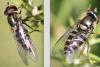 Parasyrphus punctulatus